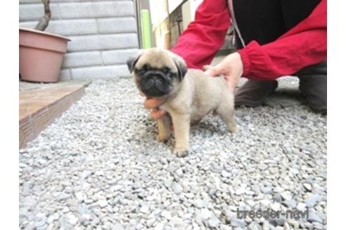 成約済の神奈川県のパグ-174520の4枚目